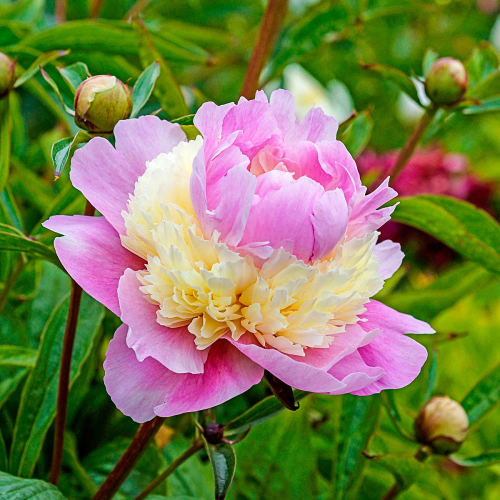 Breck's Pink Flowering Sorbet Peony Dormant Perennial Plant in 1 -Pack Bareroot 1 -Pack - Low Maintenance one_size | 69152 | Lowe's