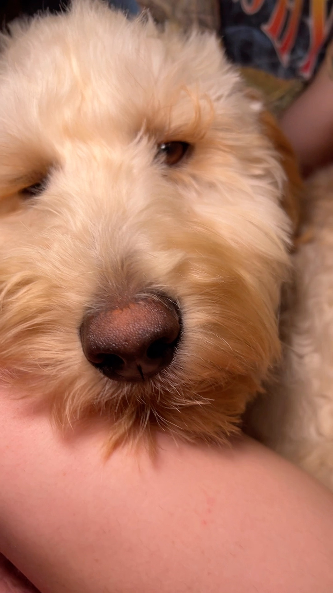 Woof woof! 

#LTKPets