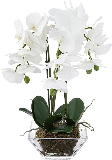 Nearly Natural 4570 Triple Phalaenopsis Orchid in Glass Vase,Green/White | Amazon (US)