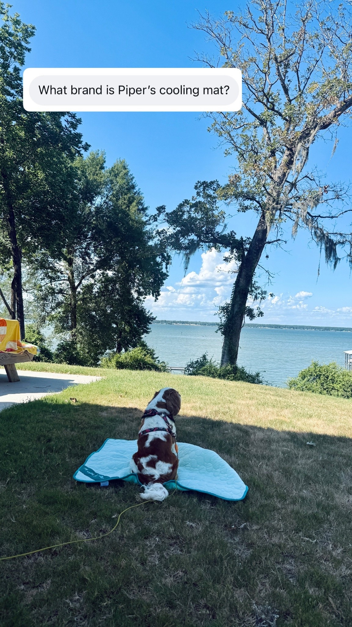 a fav summer hack as a dog mom!