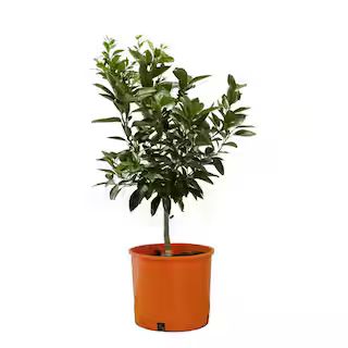5-Container Star Ruby Grapefruit Evergreen Citrus Tree Semi Dwarf | The Home Depot