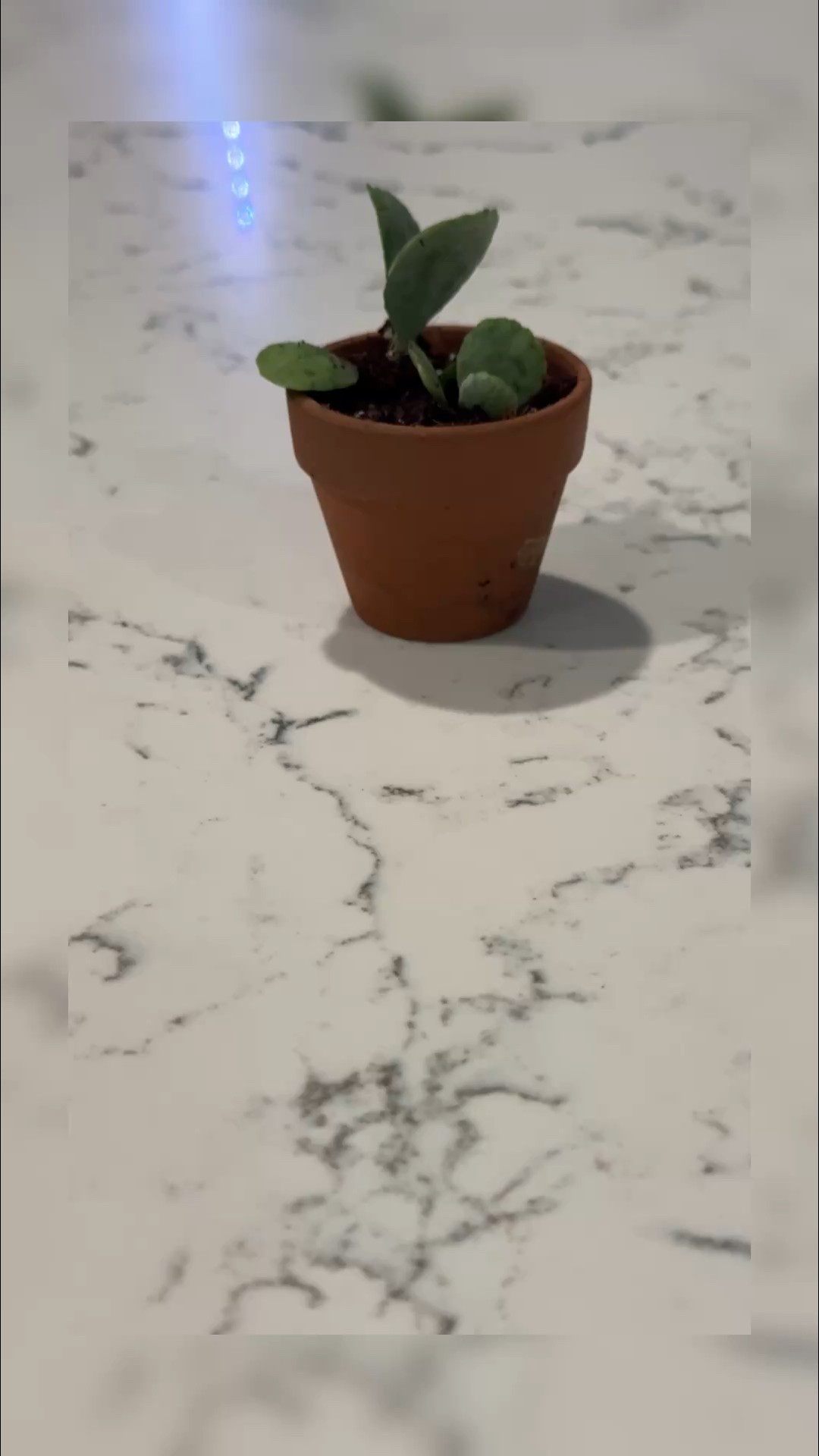 Here are last weeks best sellers.

ALO: The viral Alo Suit Up trouser is back in stock and comes in 2 lengths and several colors. I also love the Alo oversized blazer + trucker hat. All in black.

SEPHORA: No matter your skincare concern, Sephora face mists did not come to play. Try the facial mists for fall and beyond, especially if you have dry or sensitive skin. Instant game changer.

AMAZON: Eufy motion detection lights are perfect for the seasonal change + eventual time change. I also love these k beauty sheet masks from Mixsoon. Perfect for soothing + calming the skin. And lastly, the blue light glasses from Zeelool are anything but boring. 

PLANTS: As a busy plant mom, I never want to sacrifice quality but don’t always have the time to prepare proper pots for my plants. These pre-mixed potting soils from Sol Soils are a life saver and my plant babies have never looked better. And if you’re looking for some new plants, check out Etsy or The Home Depot. Zzz plants are great indoors and help purify the air, while donkey ears are succulents that thrive outdoors. 

#LTKBeauty #LTKHome #LTKStyleTip