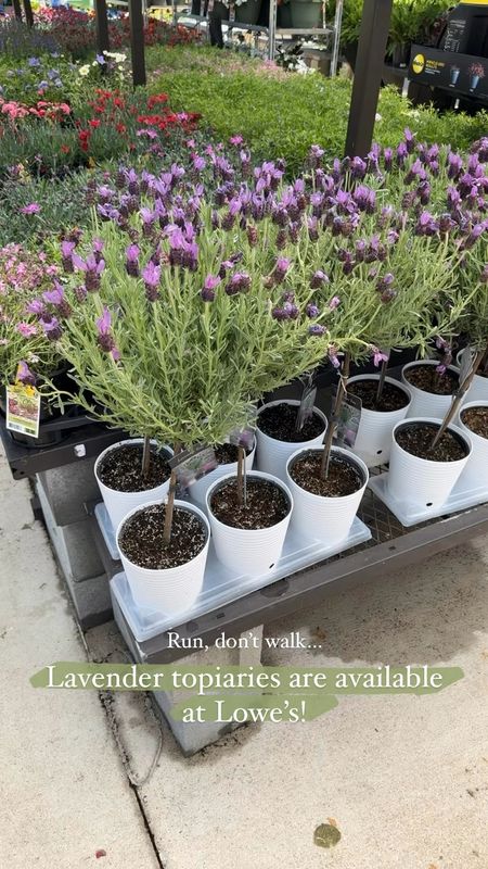 Lavender topiaries are available at Lowe’s!💜

#LTKVideo #LTKSeasonal #LTKHome