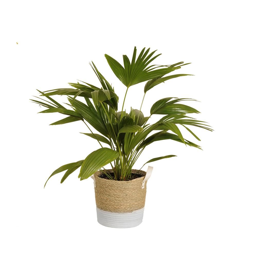 United Nursery Fan Palm Plant 24 in. to 28 in. Tall in 10 in. Beige and White Wicker Basket | The Home Depot