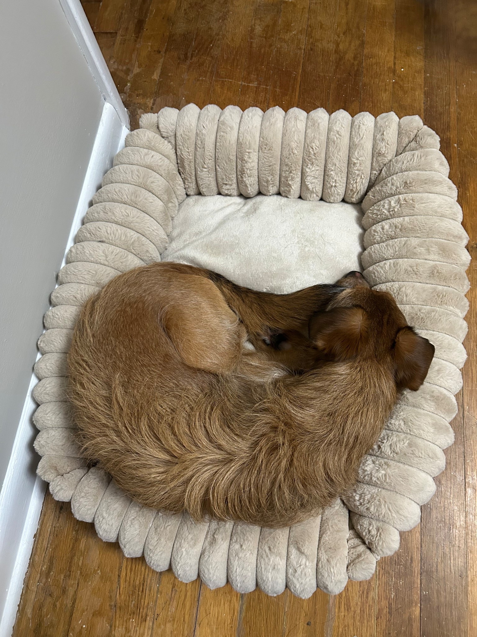 Pretty sure she loves this bed! 

#LTKselfcare #LTKHome #LTKdayinmylife