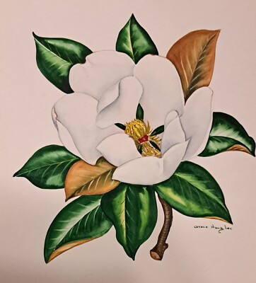 ORIGINAL Grace Haughee watercolor painting Magnolia flower 15"×13" fine art | eBay US