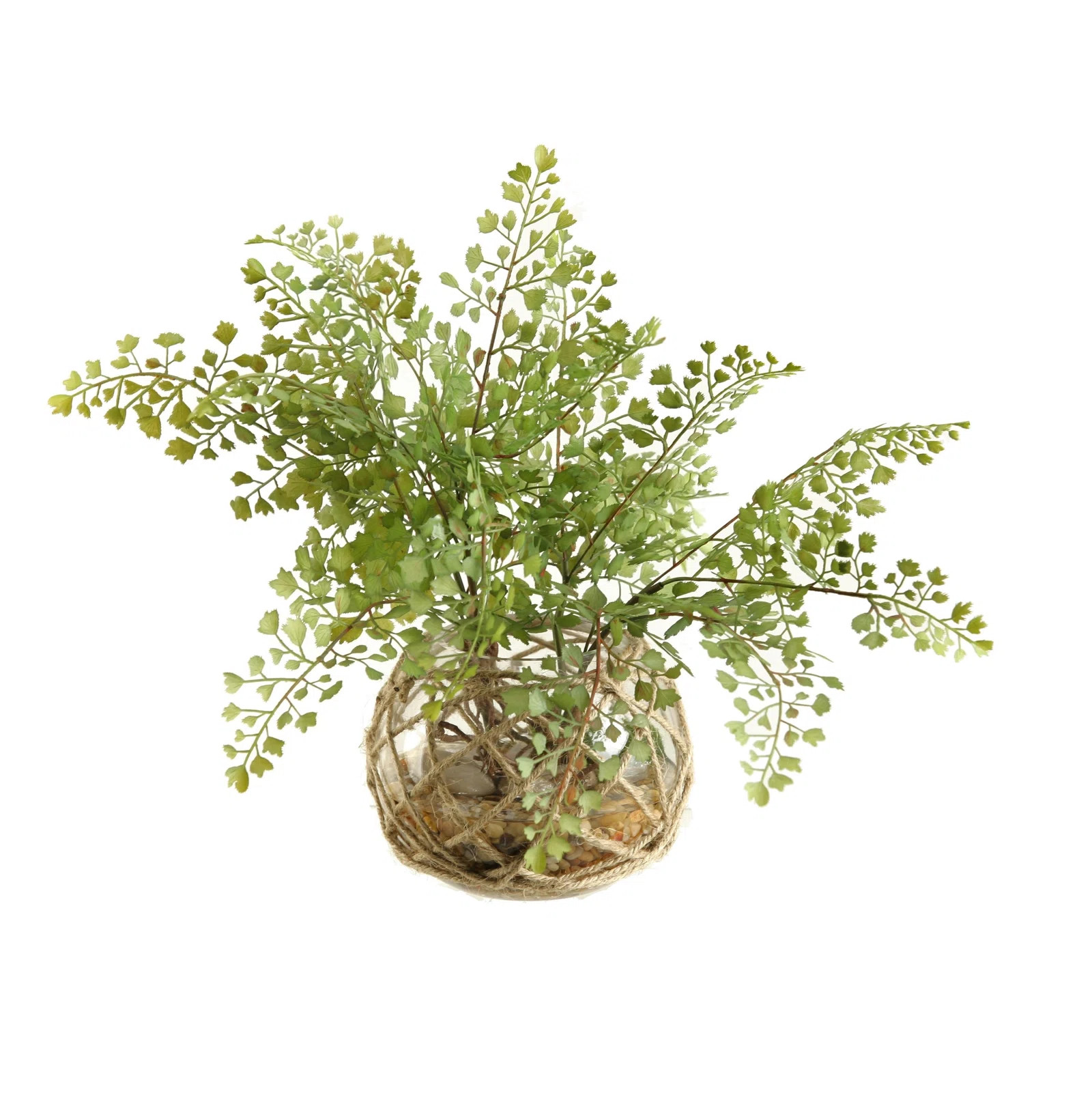 Symple Stuff Flat Iron Fern Desk Top Plant in Bowl & Reviews | Wayfair | Wayfair North America