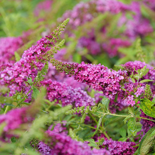 Lo & Behold Ruby Chip\u00ae Butterfly Bush | Plant Addicts