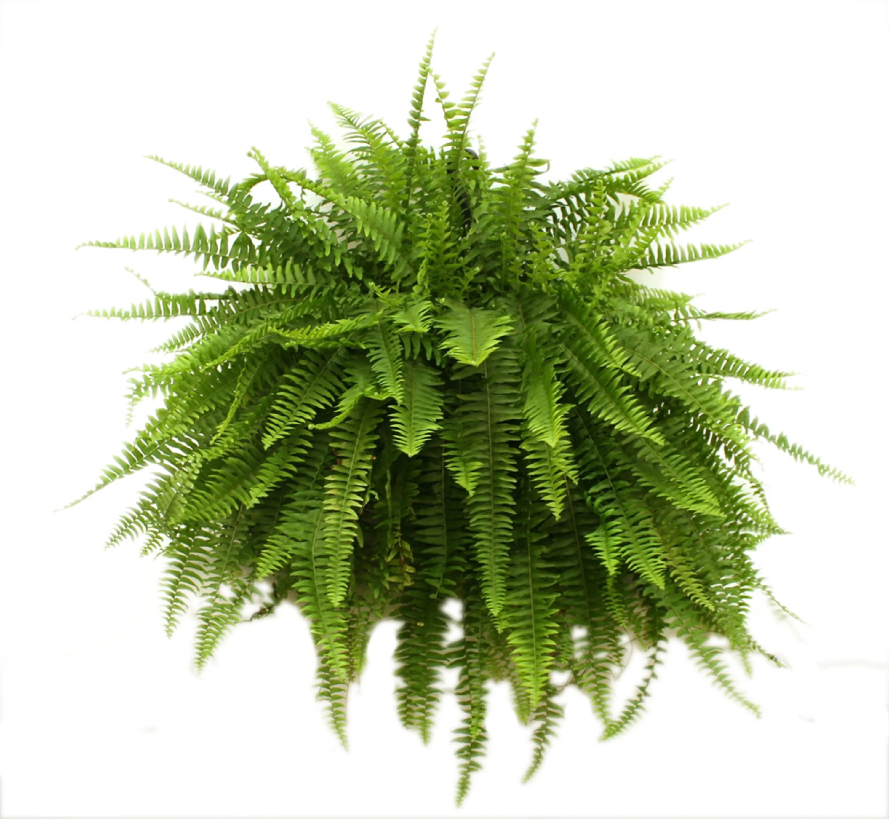 Costa Farms Expert Gardener Live Indoor 16in. Tall Green Boston Fern; Bright, Indirect Sunlight P... | Walmart (US)