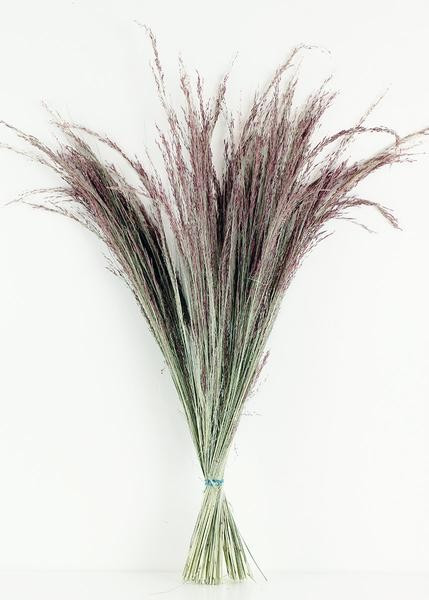 Dried Silk Grass in Pink 28” | Afloral (US)