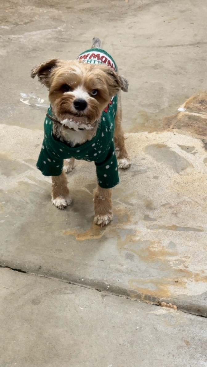 It’s our first snow storm of the season and our dogs love it. But only for a few minutes at a time. Time to take the towel warmer downstairs so they can defrost faster  

#LTKSeasonal #LTKdayinmylife #LTKFindsUnder50