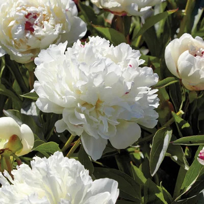Spring 2017 Peonies Festiva Maxima | Wayfair North America