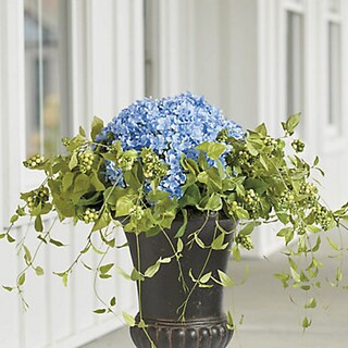 Haley Hydrangea Urn Fillers | Grandin Road | Grandin Road
