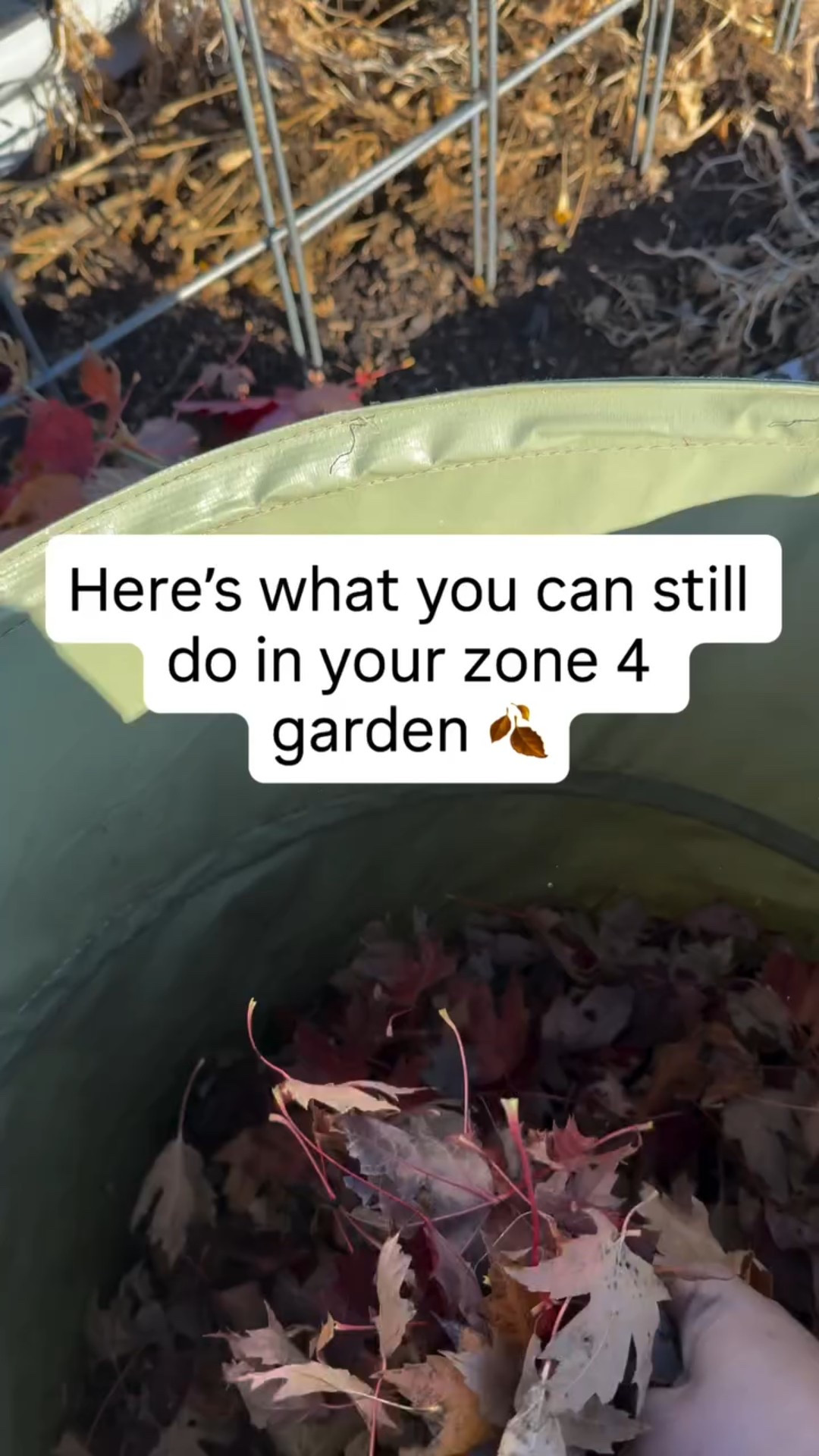 Zone 4 friends… you still have a few important tasks you can do before true winter hits. ❄️
Here’s what I’m focusing on right now to set myself up for a smoother spring.
🍂Cleaning up raised beds - pulling weed especially 
🍂Putting those leaves to good use - they make a great mulch
🍂Winterizing all the berries 

What’s still happening in your garden?

#raisedbedgarden #gardening #zone4 #zone4garden