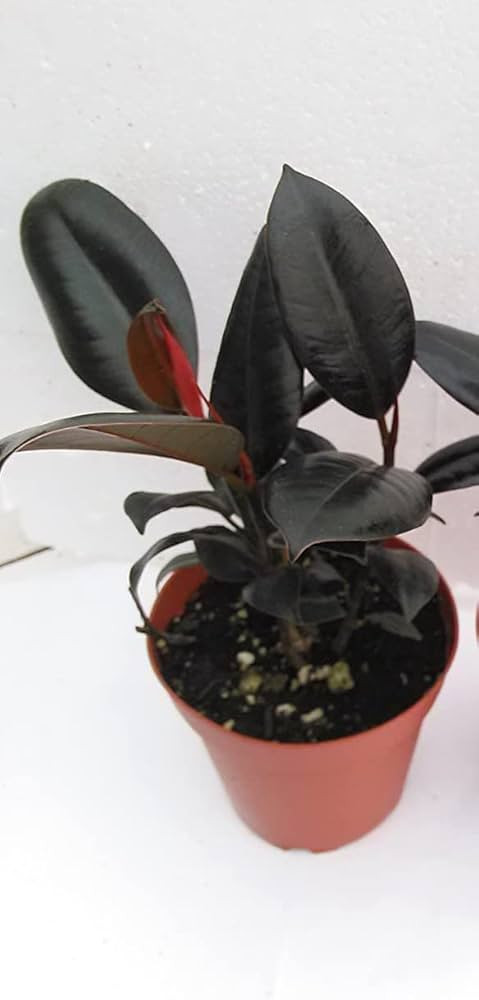Burgundy India Rubber Tree Plant - Ficus - an Old Favorite - 4" Pot | Amazon (US)