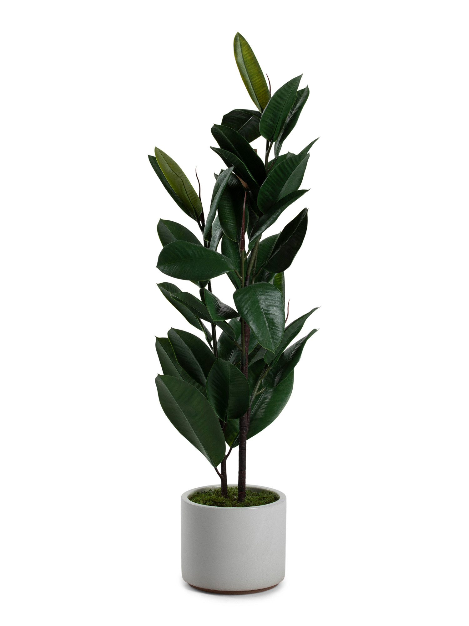 4ft Rubber Tree In Matte Pot | TJ Maxx