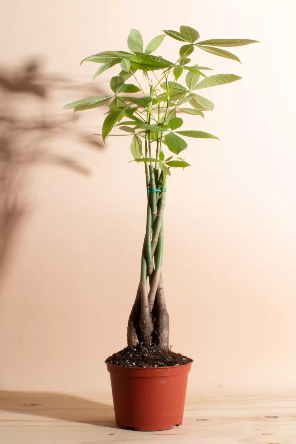 Home Botanicals Pachira Aquatica "Money Tree' House Plant in 6" Grow Pot | Urban Outfitters (US and RoW)