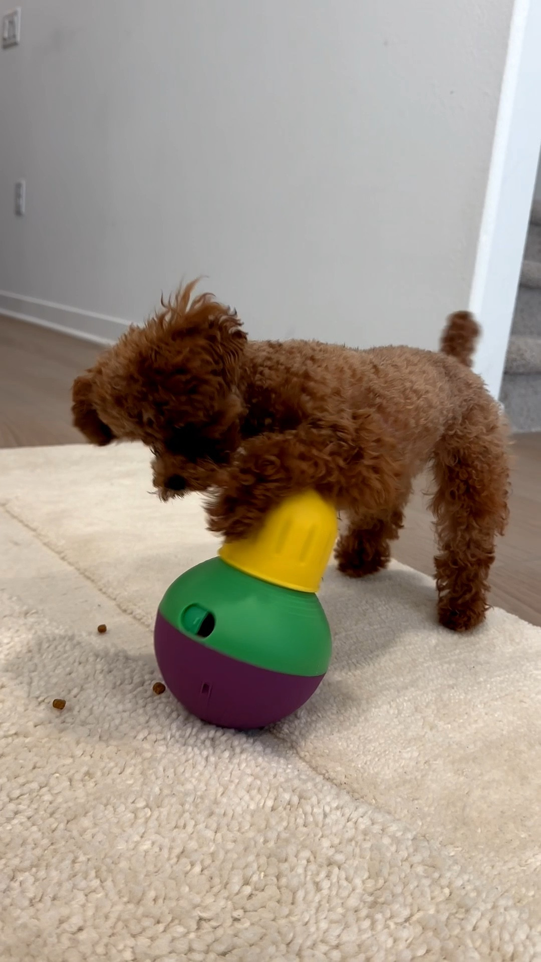 Enrichment toys for your dogs 🐶 #dogpuzzle 

#LTKmomlife #LTKvlog #LTKdayinmylife
