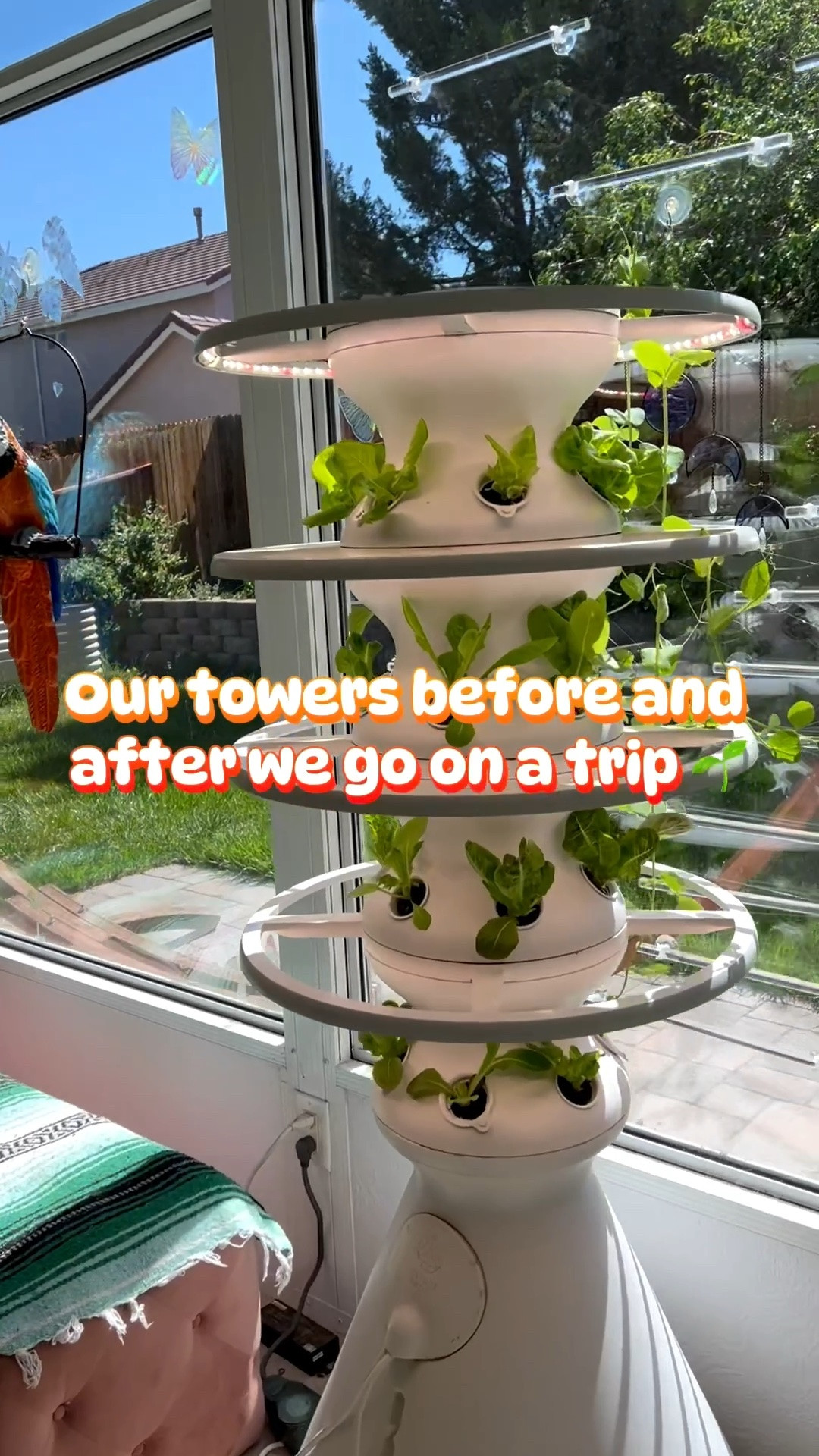 Minimum effort, maximum results 🌱✨

@Lettuce Grow towers are easy to manage and take minimal effort, perfect for gardeners who love to travel! 

Just fill the base with water and plant food once a week, set your timers, and the towers take care of the plants themselves! 

Use code GROWKKGROW at checkout for 15% off! 

#ediblegarden #growyourownfood #garden #gardenproject

#LTKfoodie #LTKHome #LTKKids