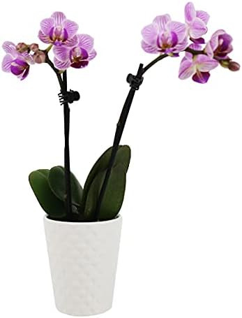 Amazon.com: Plants & Blooms Shop PB102 Orchid, 2.5", Pink : Everything Else | Amazon (US)