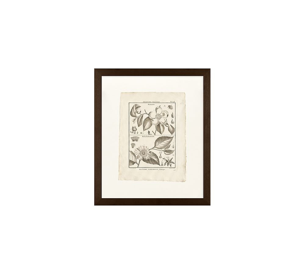Botanical Plate 593 Framed Print | Pottery Barn (US)