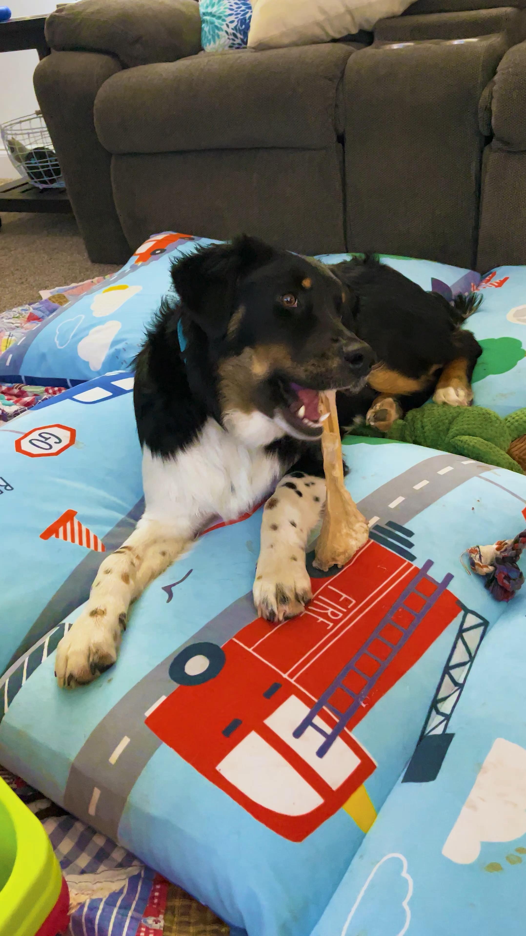 Canine Chews are our dogs FAVE dog bones and treats!

** make sure to click FOLLOW ⬆️⬆️⬆️ so you never miss a post ❤️❤️

📱➡️ simplylauradee.com

puppy | puppy gram | dog | pet supplies | dog life | dog toys | dog treats | dog bowl | dog bed | australian shepherd

#LTKMidsize #LTKKids #LTKFamily