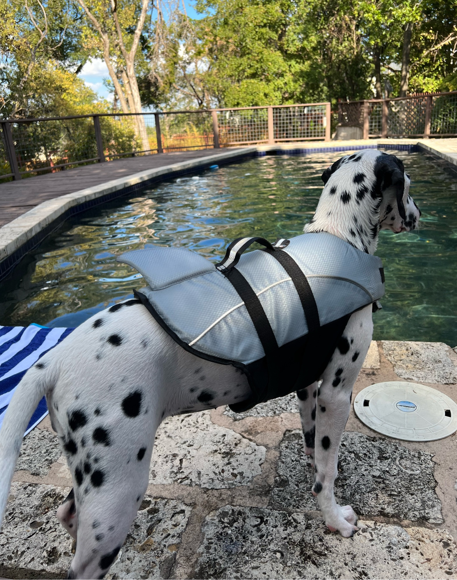 dog life jacket - shark life jacket 🦈 