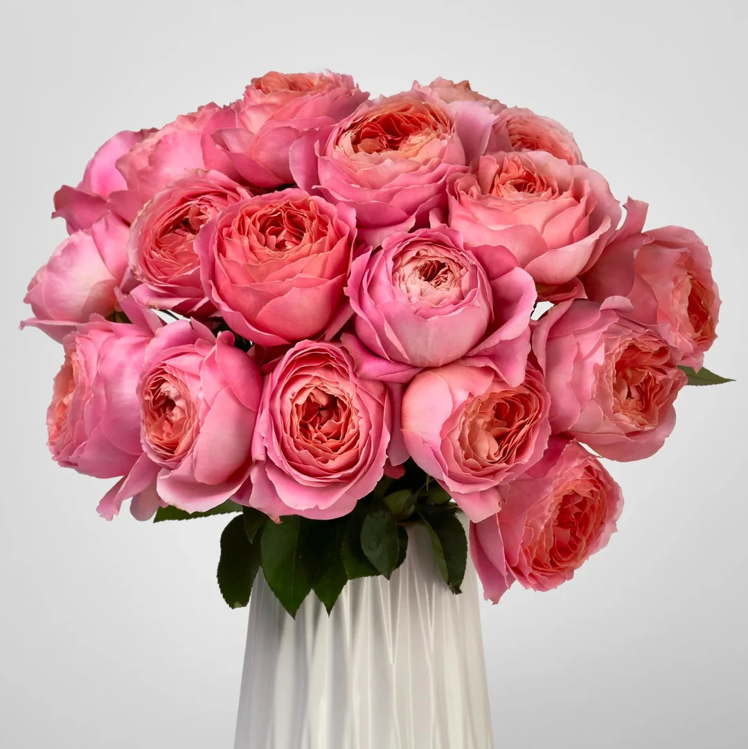 Rose “romantic Antike” 浪漫古董strong Fragrance Live Shrub Plant Ownroot, 6 Inch - Etsy | Etsy (US)