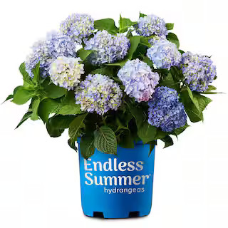 2 Gal. The Original Reblooming Hydrangea Flowering Shrub | The Home Depot