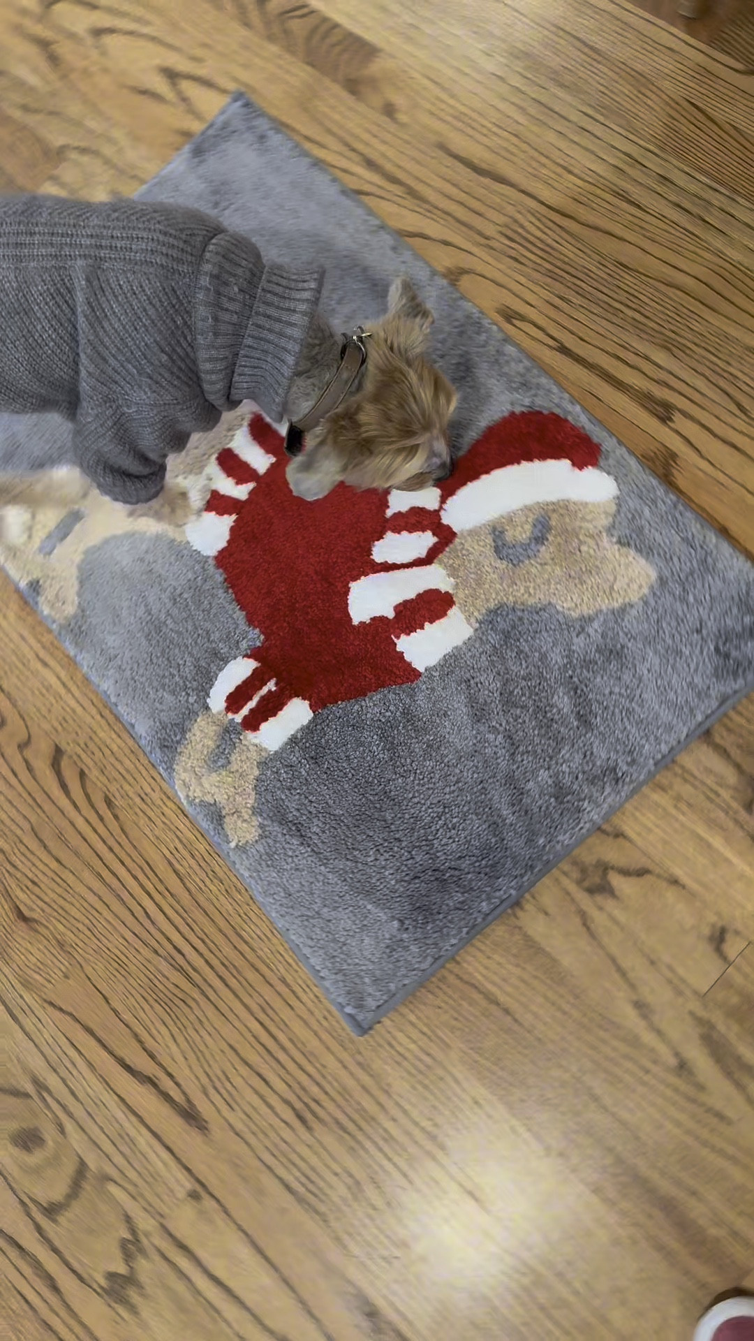 This Christmas Dog mat is softer than expected. The krewe had to check out the visiting pack member. 
It’s a future biscuit making surface for Cat Coraline  

#LTKHoliday #LTKSeasonal #LTKWatchNow