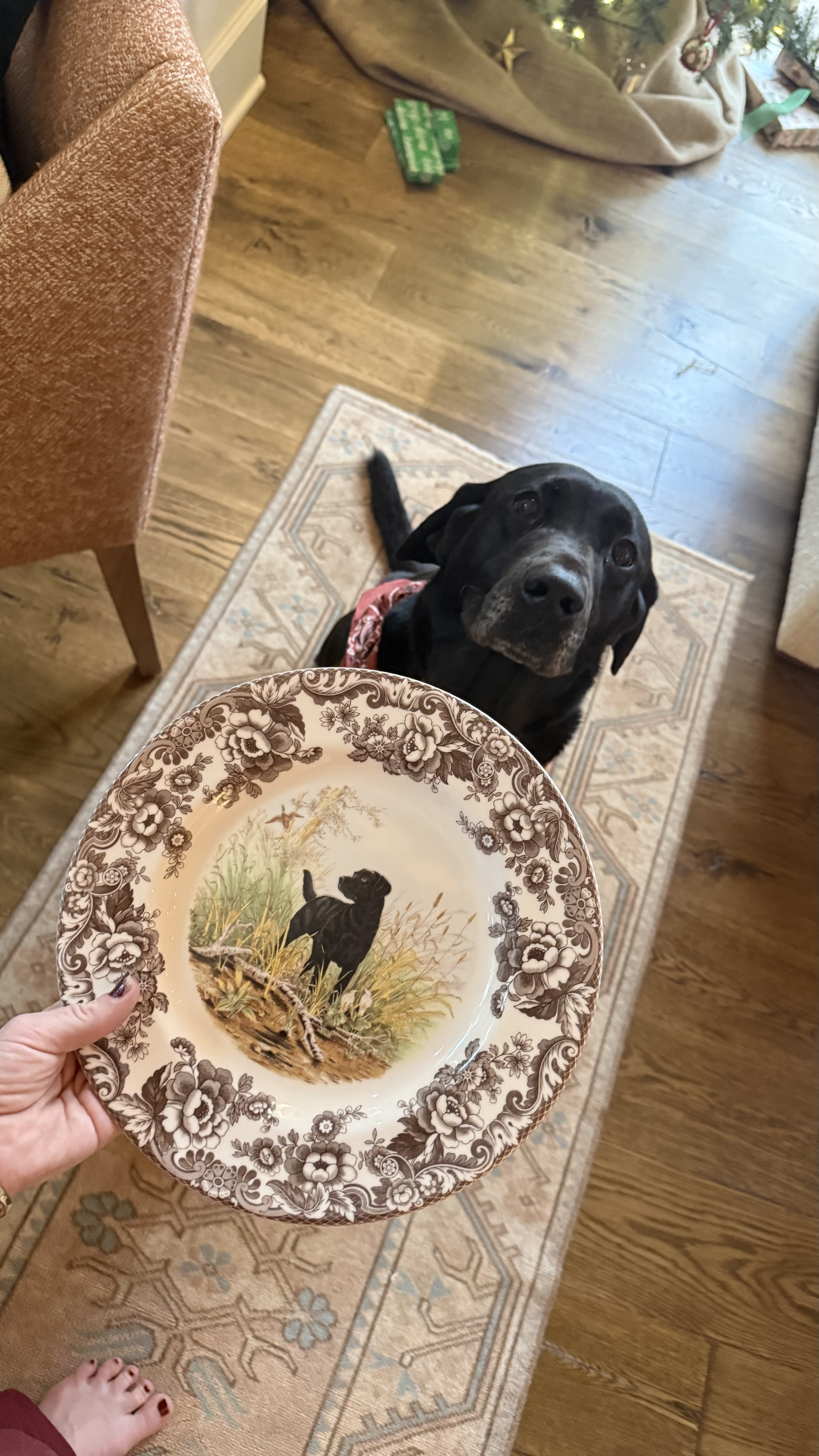 Obsessed with these spode plates from @Wayfair soooo cute for wedding china for my brother and his black lab!! Tagging all the animal themed ones for the hunting boys in your life! 

#LTKdayinmylife #LTKSaleAlert #LTKHome