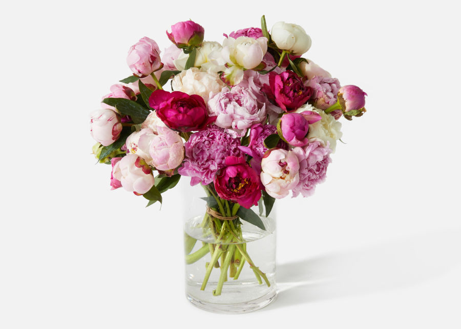 Triple The Grower's Choice Peony | UrbanStems