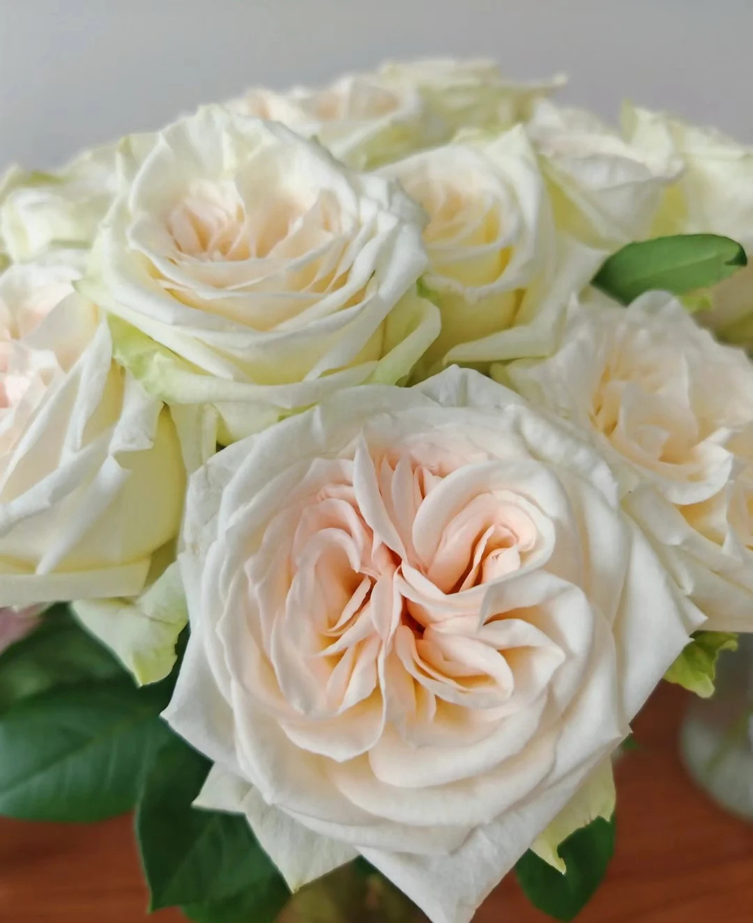 French Florist Rose White Strong Fragrant Rose Live Plant Ownroot, 6 Inch - Etsy | Etsy (US)