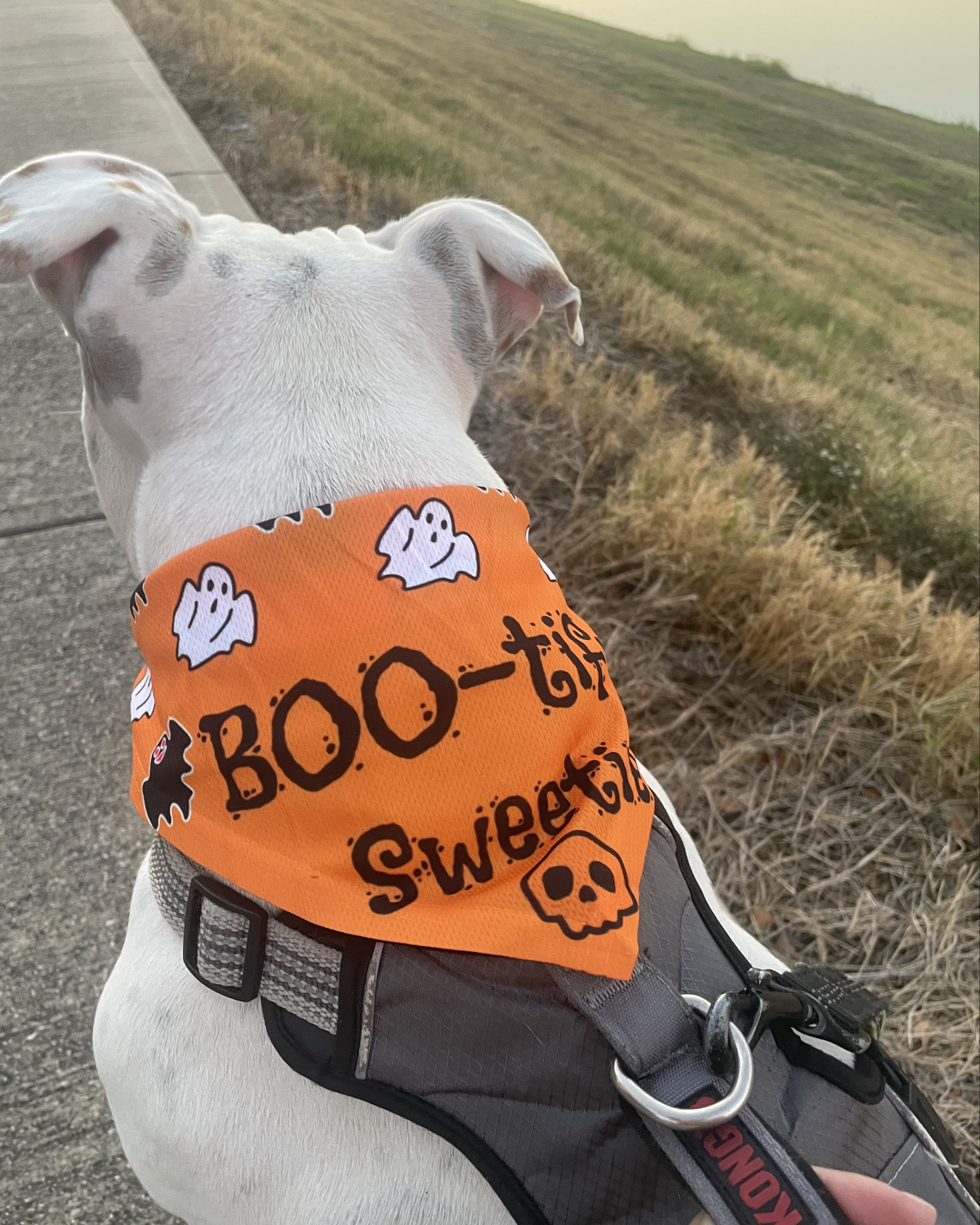 Jake loved Halloween more than his mami 🥳
Super cute mommy & fur baby set of bandana and ghost earrings from Amazon.

#LTKFindsUnder50 #LTKHalloween #LTKPets