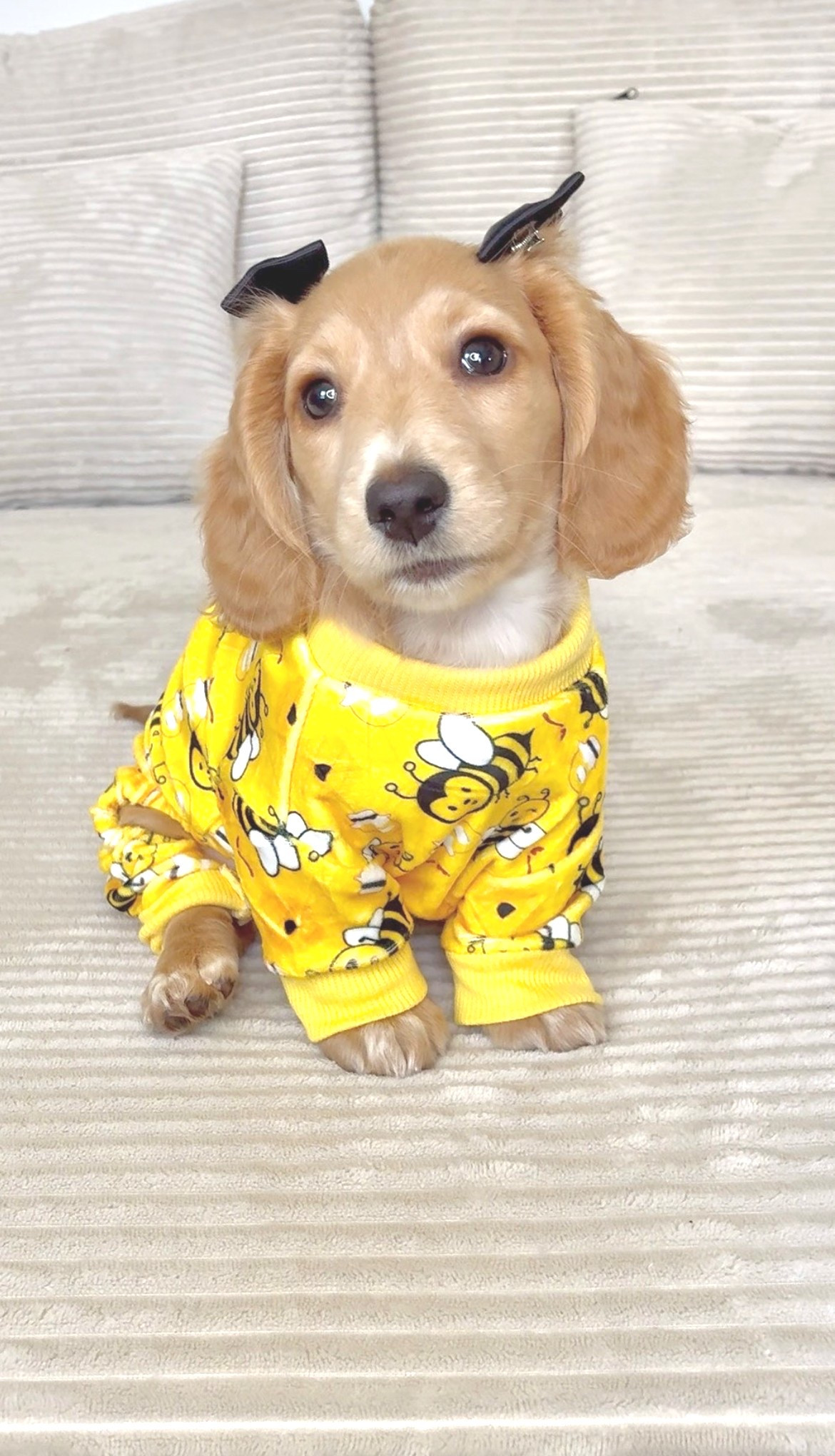 The cutest bee 🐝 pjs and they actually fit! 💛

Puppy, dachshund, dog mom 

#LTKootd