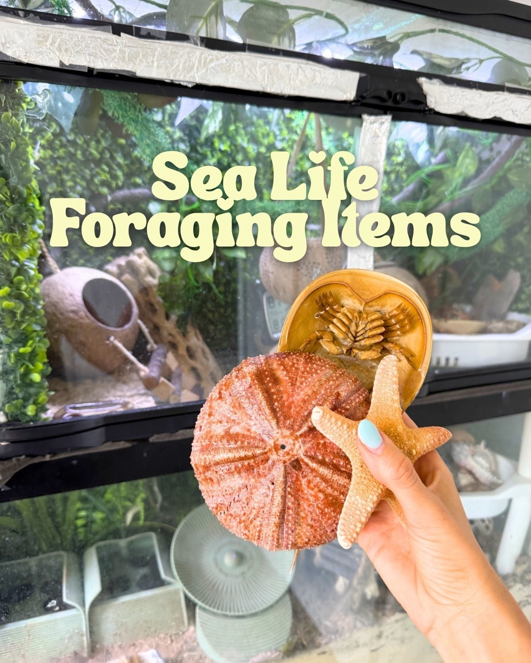 Sea life foraging for hermit crabs