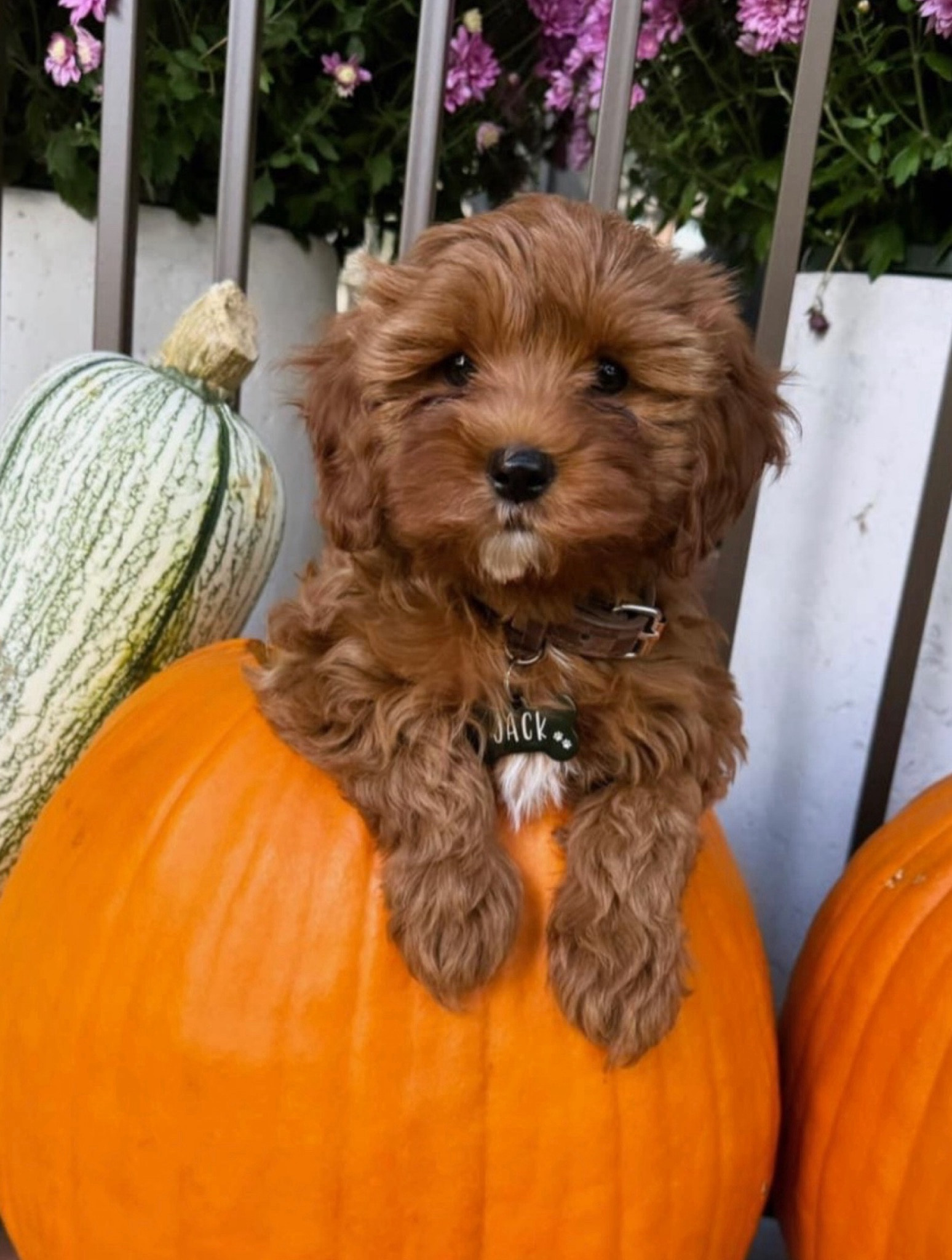 What we got our puppy Jack! #ltkpet #ltkpuppy #puppy #dog 