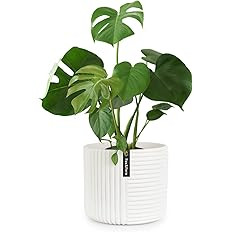 Fox & Fern Flower Pot, 10 Inch Plant Pots Indoor, White Planters for Indoor Plants, White Pots fo... | Amazon (US)