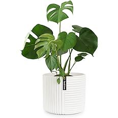 Fox & Fern Flower Pot, 10 Inch Plant Pots Indoor, White Planters for Indoor Plants, White Pots fo... | Amazon (US)