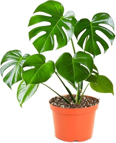 Shop Succulents Monstera Deliciosa Swiss Cheese Plant, Live Indoor Plant, Easy to Grow Split Leaf... | Amazon (US)