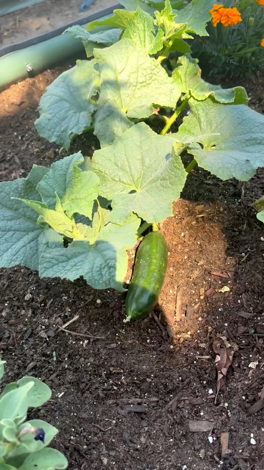 I love this metal raised garden bed that I bought from @Wayfair in May! My mom and I planted cucumber plants, tomatoes and red bell peppers around Mother’s Day and we finally have a cucumber! This raised garden bed comes in many different sizes and colors. I highly recommend it! It’ll make a great Father’s Day gift for dad as well! ❤️

#LTKdayinmylife #LTKSaleAlert #LTKHome
