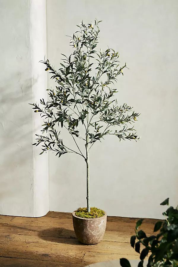 Faux Olive Tree, 6' By Terrain in Green | Anthropologie (US)