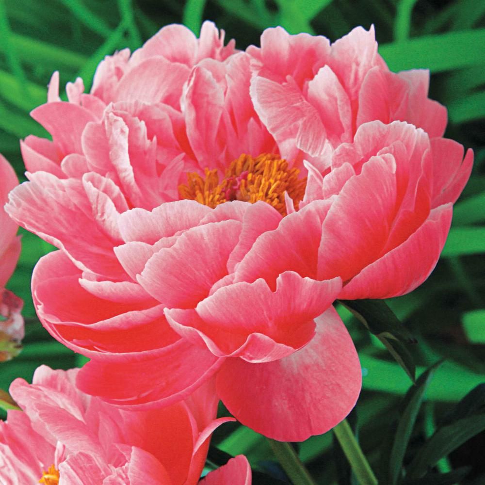 Coral Charm Peony (Paeonia) Live Bareroot Perennial Plant Coral Pink Flowers (1-Pack) | The Home Depot