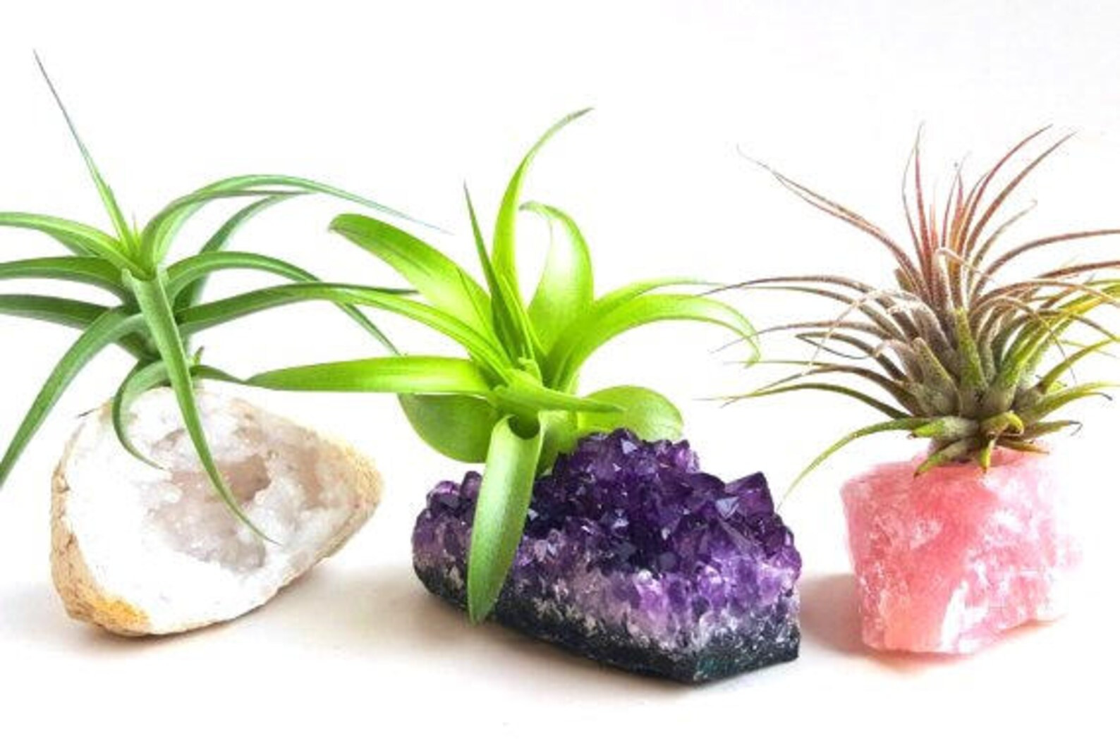 Crystal Air Plant 3 Pcs Kit INCLUDES: 3 Tillandsia Plants 3 | Etsy | Etsy (US)