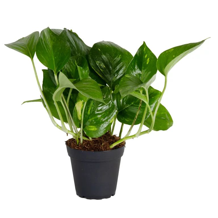 Costa Farms  Live Indoor 8in. Tall Green Devil's Ivy Pothos; Medium, Indirect Light Plant in 4in.... | Walmart (US)