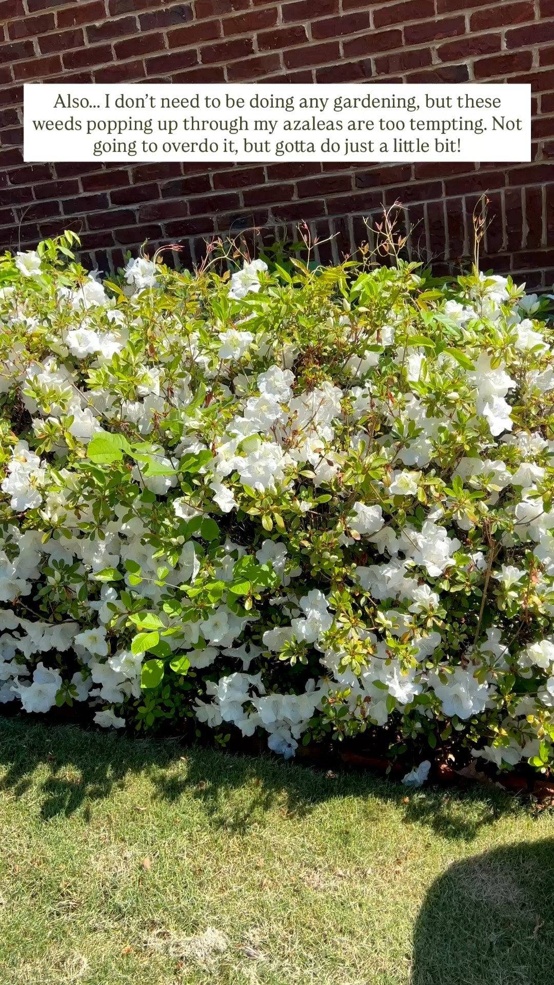 My favorite yard tool = collapsible trash bag holderr

#LTKSeasonal #LTKHome