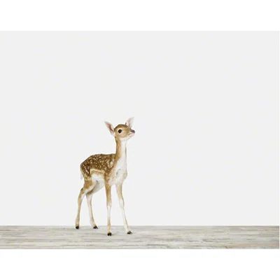 Baby Animals 'Baby Deer' by Sharon Montrose Photographic Print | Wayfair North America