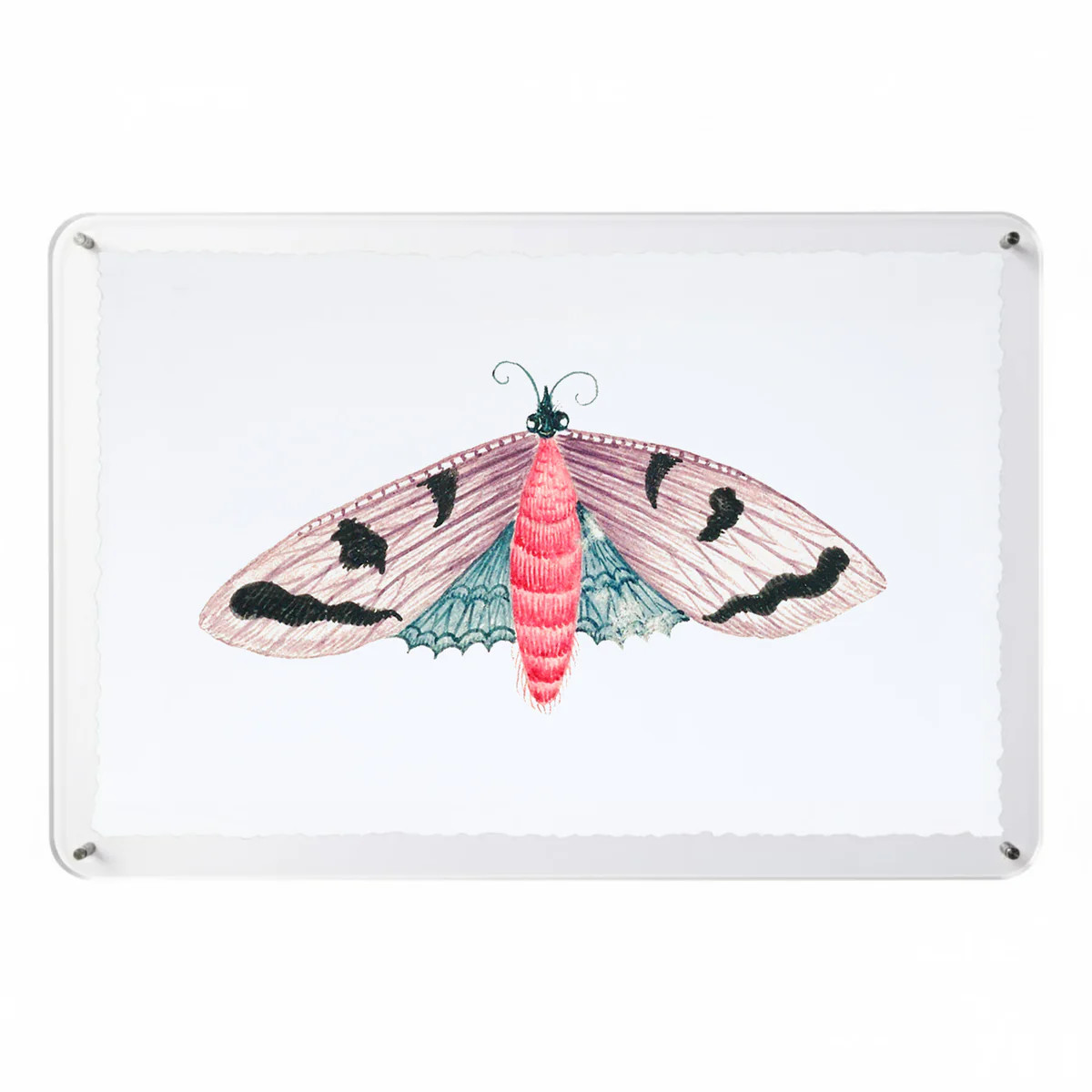 Titali in Acrylic - Lilac | Moth Artwork Acrylic Float Frame | Scout Design Studio