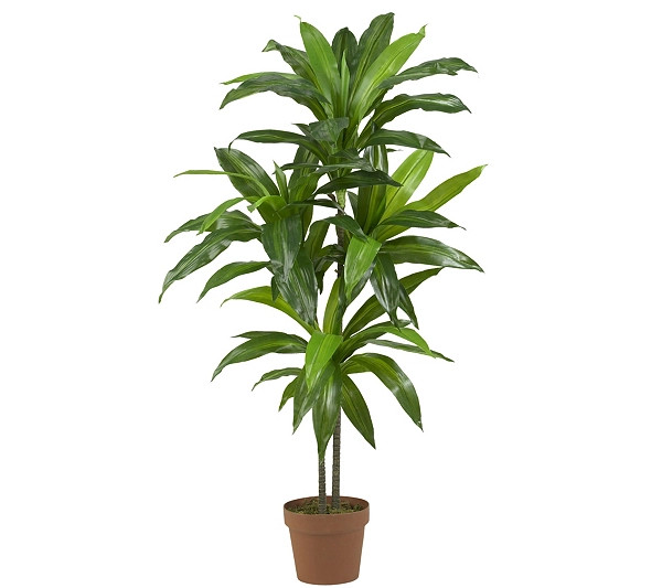 48" Real Touch Dracaena Plant by Nearly Natural | QVC