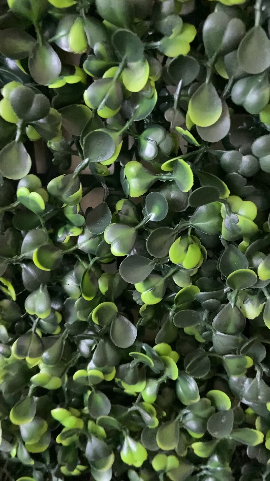 DIY boxwood feature wall! Renter friendly using command hooks 😍 

#LTKSeasonal #LTKhome #LTKstyletip